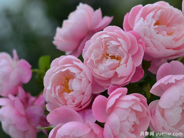 瓶插切花月季该如何选择？让玫瑰满屋飘香(图1)