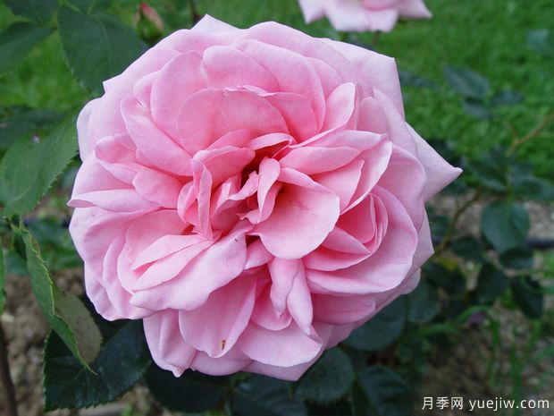 珍珠泉月季(图1)