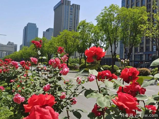 西安月季花开满城艳，精细管养打造城市景观(图1)