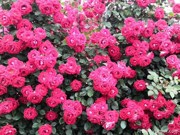 商洛月季应用和月季景观(图2)