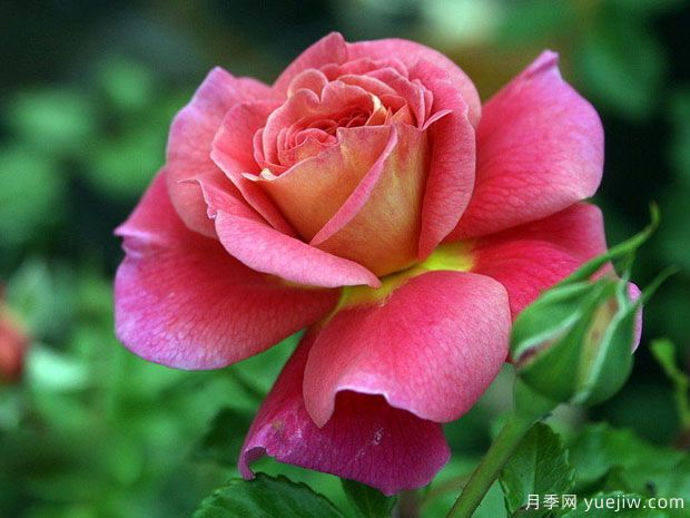 月季，玫瑰 ，蔷薇，是同一种花吗？有何不同(图1)