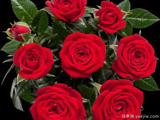 竞技柯德娜月季/竞技科德娜(图1)