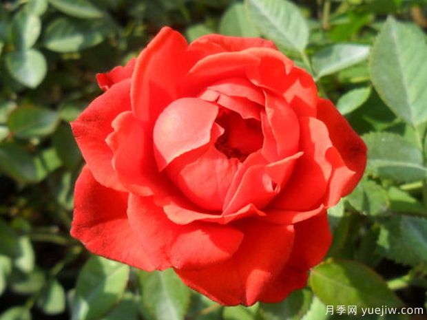 梅赛德斯柯德娜月季(图2)