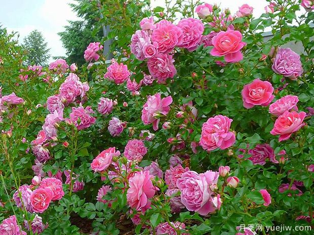 可爱粉玫迪兰月季/吉普赛色彩节/可爱粉色(图3)