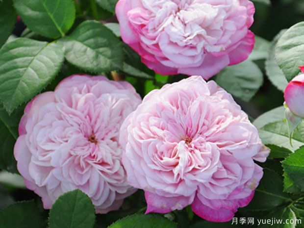 帕里斯月季/巴黎月季(图1)