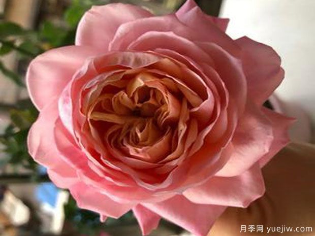 金伯利月季(图1)