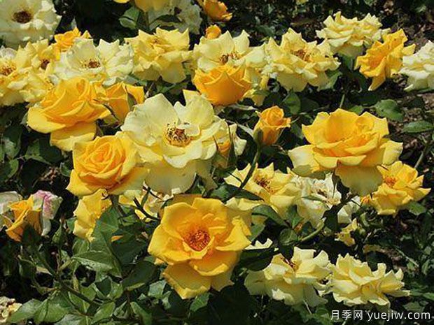 金魁尔月季(图3)