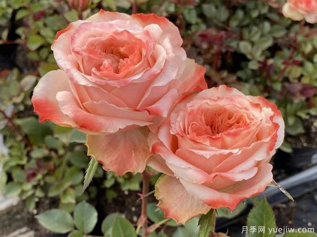 方可桃月季(图1)