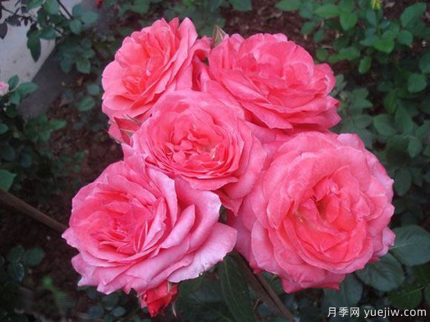 漂亮小姐月季(图1)