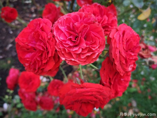 迪斯科女王月季的优缺点是什么?(图1) 迪斯科女王月季的优缺点是什么?(图1)