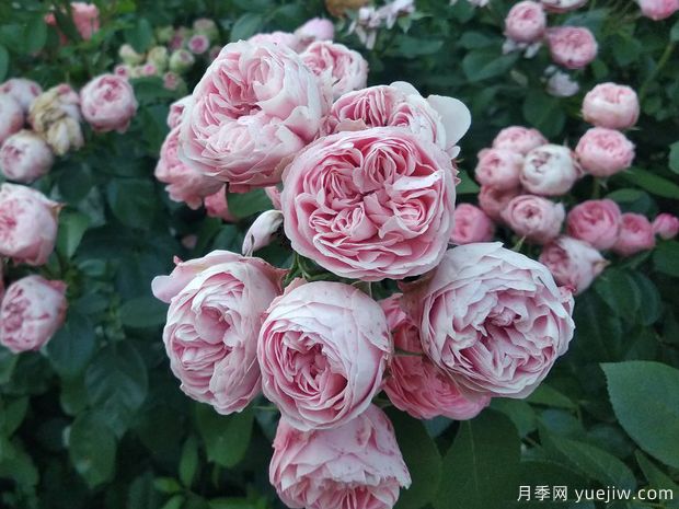 俏皮洛可可月季(图3)