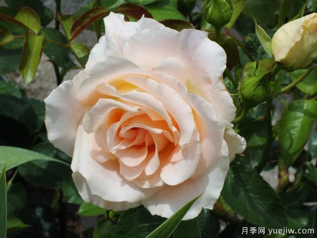 洛可可月季(图1)