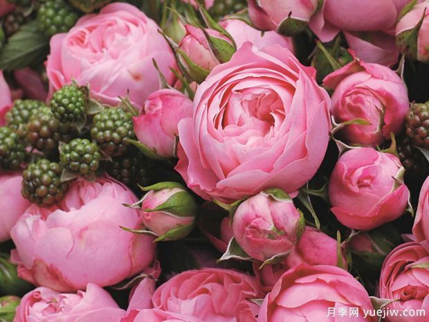 这里热可可不是咖啡，居然是月季花！(图2)