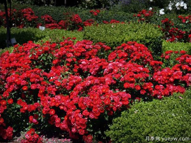 巴楼地毯月季(图2)