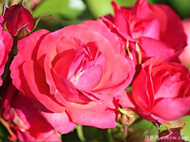 光线地毯月季(图2)