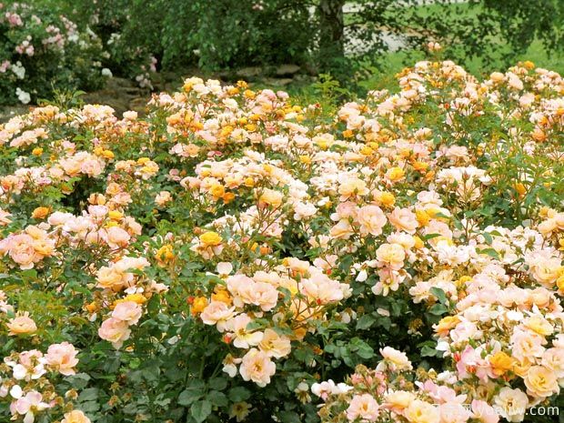 琥珀地毯月季/赛达纳地毯(图2)