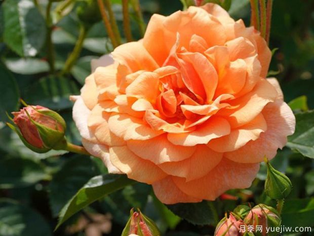 地平线月季(丹陶)(图1)