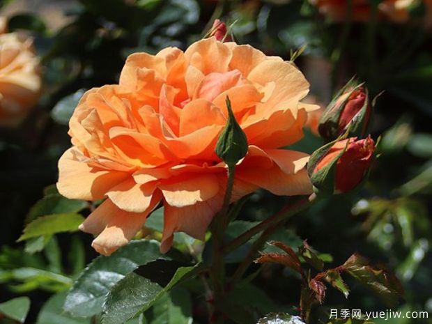 地平线月季(丹陶)(图2)