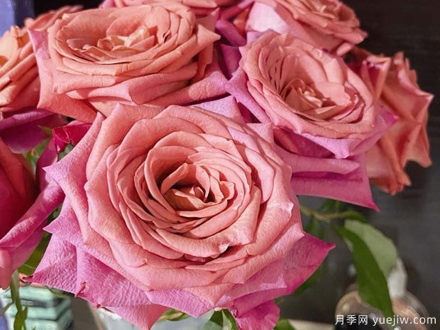 咖啡师月季(图1)