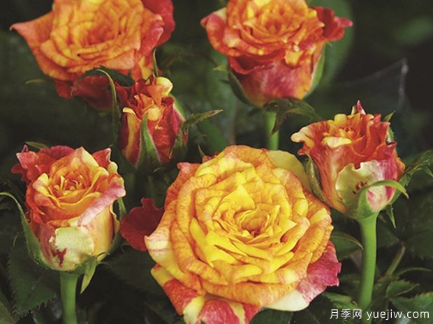 百慕大永恒月季(图1)