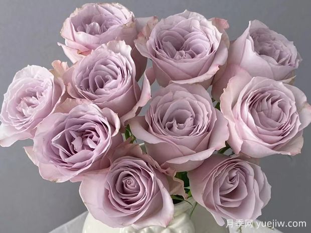 科塞特月季/珂赛特月季(图1)