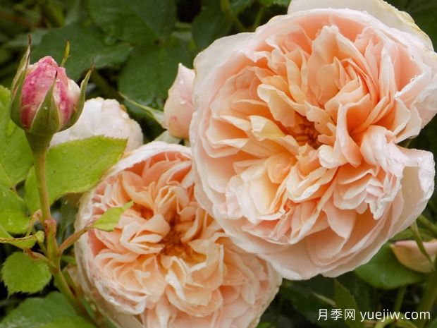 法国玫昂月季，品种汇集(图6)