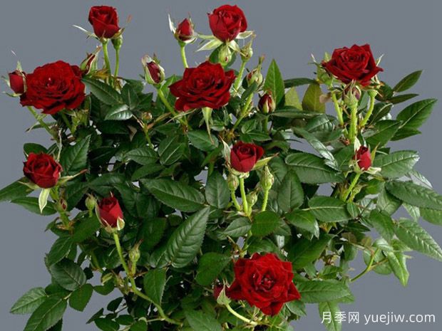 爱情宝石月季(图1)