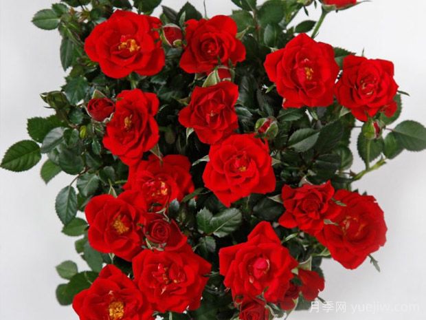 曼迪柯德娜月季/曼迪科德娜(图2)