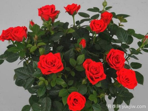 谢谢柯德娜月季(图1)