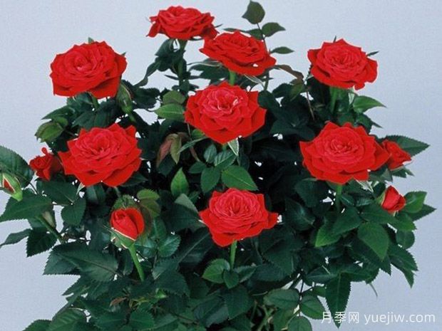 艾莫尔柯德娜月季(图1)