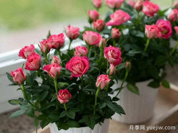 名声柯德娜月季(图2)