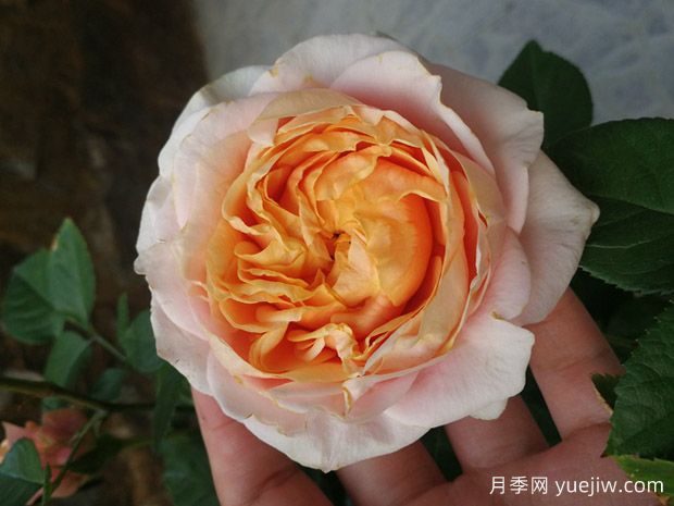 幸运柯德娜月季/幸运科德娜(图1)