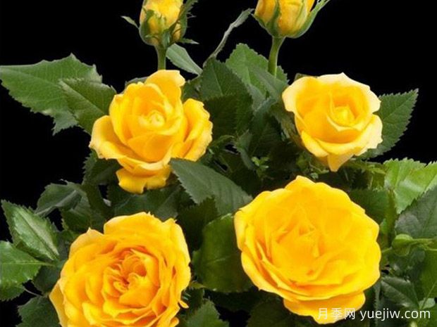 海星柯德娜月季/海星科德娜(图1)