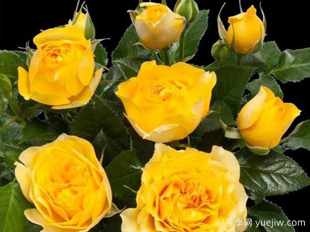 飓风柯德娜月季/飓风柯德娜(图1)