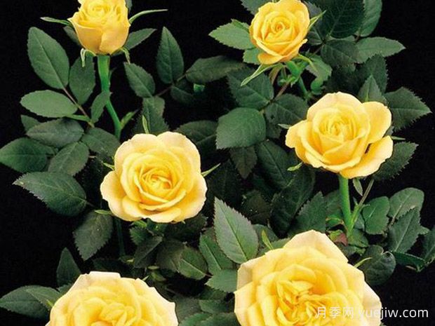 金黄柯德娜月季/金黄科德娜(图1)