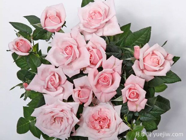 魅力柯德娜月季(图1)