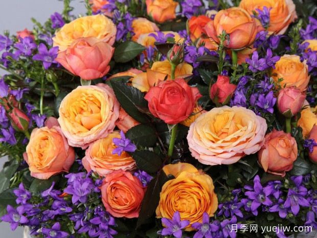 火鸟柯德娜月季(图1)