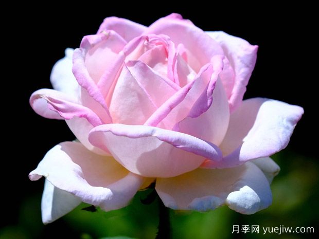 天赐恩宠月季/奇异恩典/自由香氛Amazing Grace(图3)