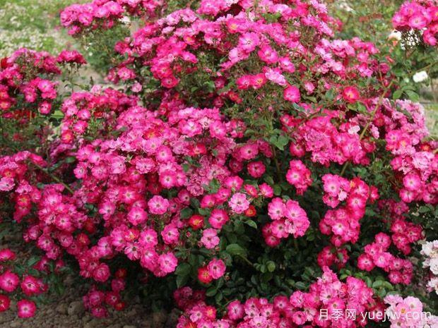 为他们奔跑月季(图1)