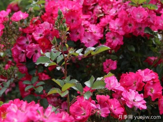 为他们奔跑月季(图2)