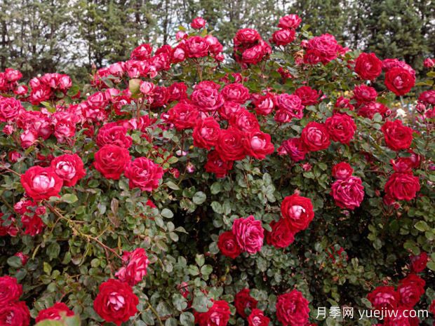 美丽的格拉斯月季/格拉斯街景(图2)