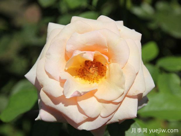 保罗里卡德月季(图1)