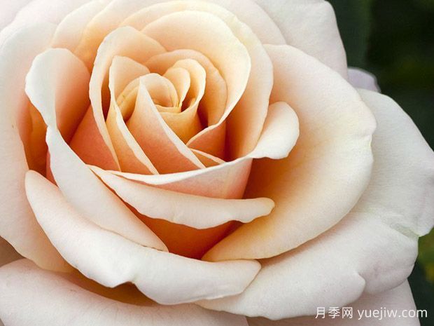 保罗里卡德月季(图2)