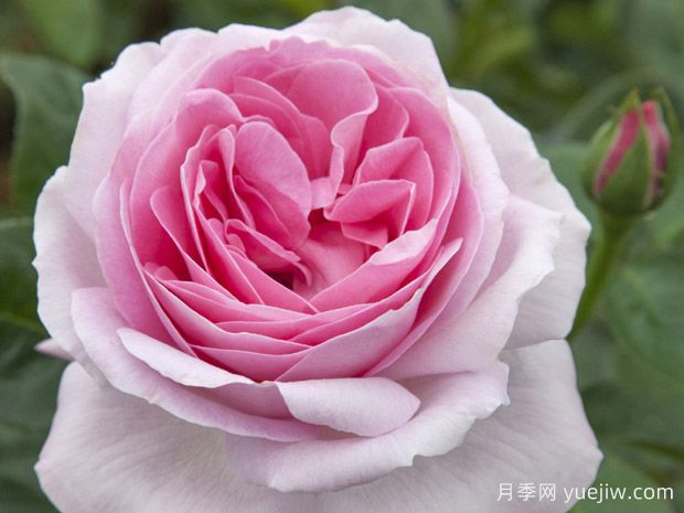 法国玫昂月季，品种汇集(图3)