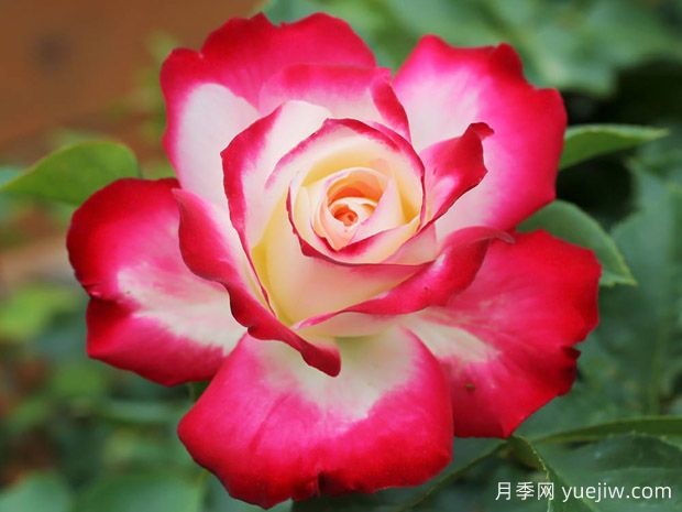 这8个品种能入选世界上最美的月季吗？(图3)