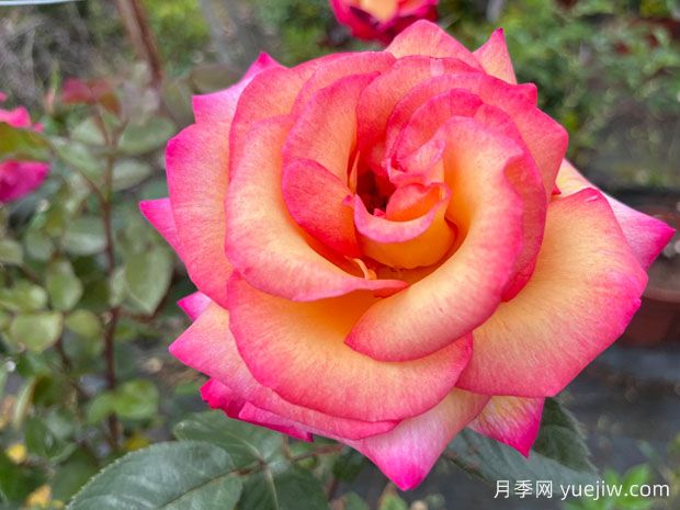 月季花既可食用又可药用(图1)