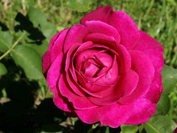 老港月季/旧港口月季(图2)