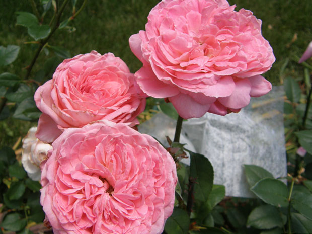 丽芙泰勒月季/普罗旺斯伯爵夫人(图2)