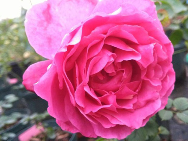 伊芙红色月季(图1)