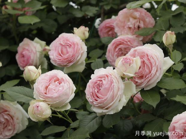 糖果龙沙宝石月季(图2)